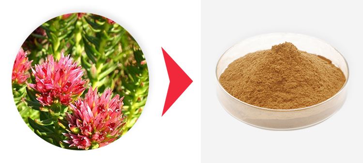 Rhodiola Salidroside 1 Rhodiola Salidroside 1