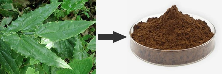 Icariin Powder 1