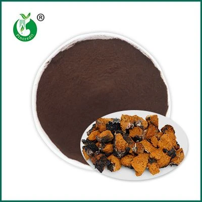 Chaga extrakt pulver