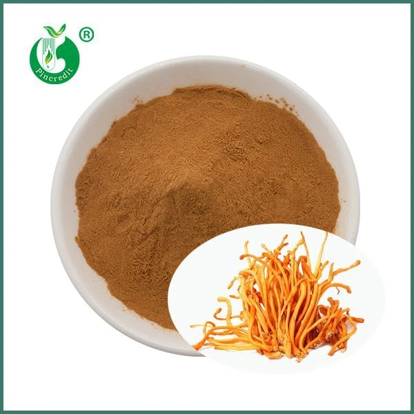 Ekologisk Cordyceps svamp Militaris extrakt