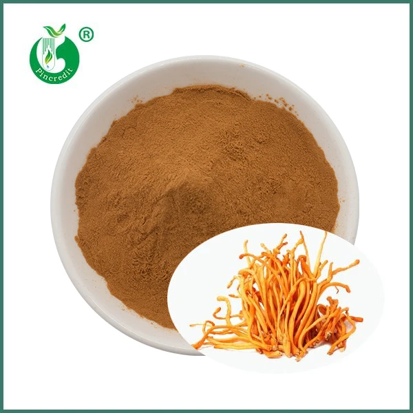 Ekologisk Cordyceps svamp Militaris extrakt